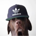 @universityforchicago's profile picture on influence.co