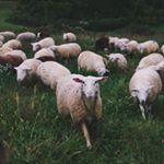 @greendirtfarm's profile picture on influence.co