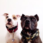 @pitsandkitties's profile picture on influence.co