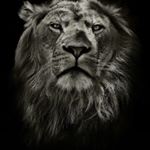 @rafapaez4's profile picture on influence.co