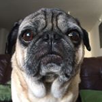 @butch_pug's profile picture on influence.co