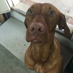 @elishewitz_knives's profile picture on influence.co