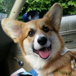 @knivesthecorgi's Profile Picture