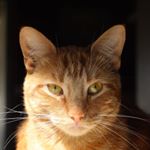 @loki.doki_cheeto.bobeeto's profile picture on influence.co