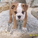 @love.mayya's Profile Picture