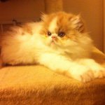 @chesterdapurrsian's profile picture on influence.co