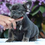 @frenchie.world's Profile Picture