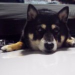 @aikojungboo's profile picture on influence.co