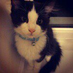 @little_muffin's profile picture on influence.co