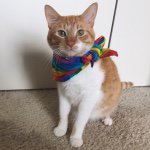 @seymourthecat's profile picture on influence.co