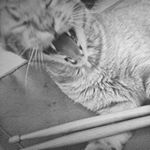 @jfelberstein's profile picture on influence.co