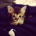 @meowse_'s profile picture on influence.co