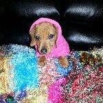 @lilly_the_sausagedog's profile picture on influence.co