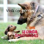 @vidaconperros's profile picture on influence.co