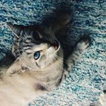 @silvestre_the_cat_'s profile picture on influence.co