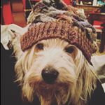 @gregorio_cane's Profile Picture