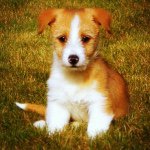 @alfiepodengo's profile picture on influence.co