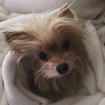 @lilica_yorkie's profile picture on influence.co