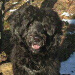 @elvis_the_portie's profile picture on influence.co