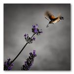 @victorino53's profile picture on influence.co