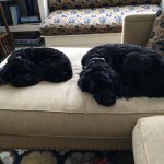 @twopupsruffinit's profile picture on influence.co