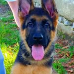 @bruce_thegermansheperdpt's profile picture on influence.co