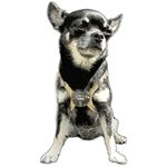 @globetrotting_chihuahuas's Profile Picture