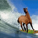 @1stsurfinghorse's profile picture on influence.co