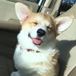 @charlie_smalls_thecorgi's profile picture on influence.co