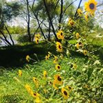 @countryporchswing's profile picture on influence.co