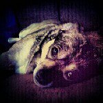 @ivyleah's profile picture on influence.co