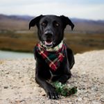 @tazerleejones's profile picture on influence.co