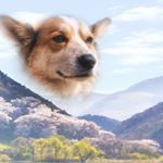 @wildmasterpieces's profile picture on influence.co