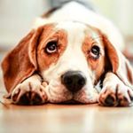 @dogskirl's profile picture on influence.co