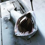 @big_35_jose's profile picture on influence.co