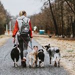 @herdingblake's profile picture on influence.co