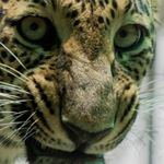 @indian_wildlographer's Profile Picture