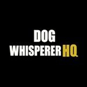 @dogwhispererhq's profile picture