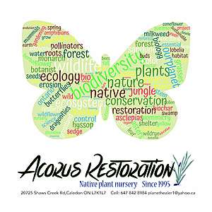 @acorus_restoration's Profile Picture