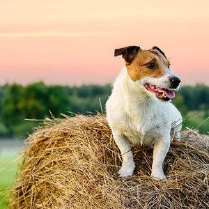 @acabonac_pet's profile picture on influence.co