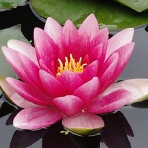 @hoaseninfo's profile picture on influence.co