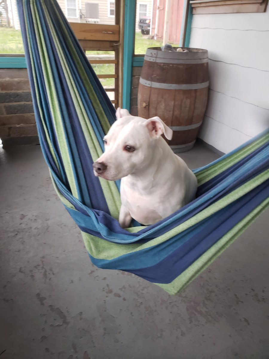 @arneradventures's cover photo for 'Live Swell: 50’s Style Beach Bungalow in NC Outer Banks'